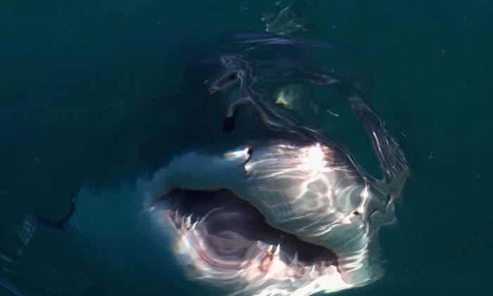 Rare Shark Feeding Frenzy Captured in North Carolina