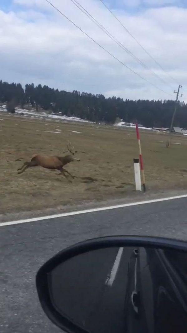 Daredevil deer challenging a motorist to a dangerous game of chicken (Jukin)