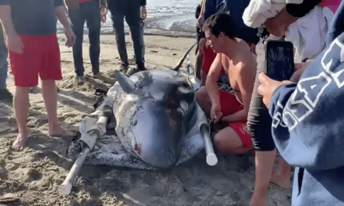 Good Samaritans Rescue 12-Foot, Blind Pygmy Sperm Whale on Zuma Beach
