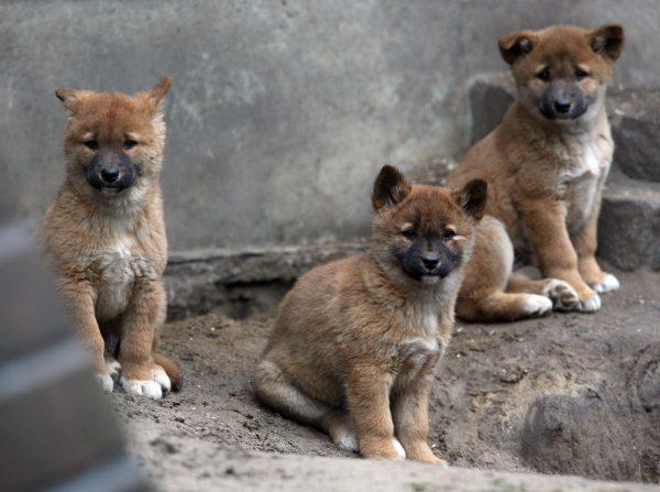 Three dingo puppies sit in their enclosure at a zoo in Berlin on Feb. 28, 2012. (Stephanie Pilick/AFP/Getty Images)