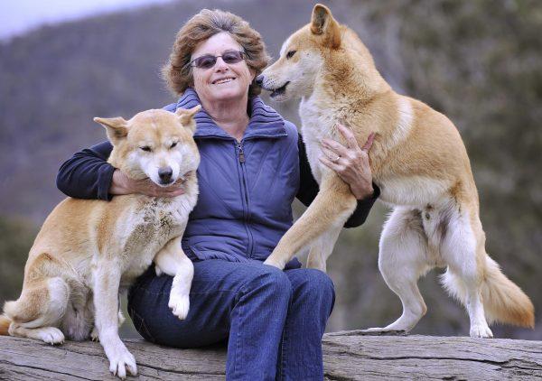 A woman sits with two dingoes at her Dingo Discovery and Research Centre at the in rural Victoria, on May 25, 2009. (William West/AFP/Getty Images)