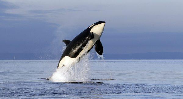 In this Jan. 18, 2014, an endangered female orca leaps from the water while breaching in Puget Sound west of Seattle, Wash. (AP Photo/Elaine Thompson, File)