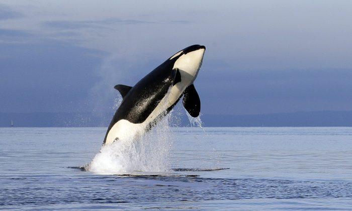 Scientists ID Another Possible Threat to Orcas: Pink Salmon