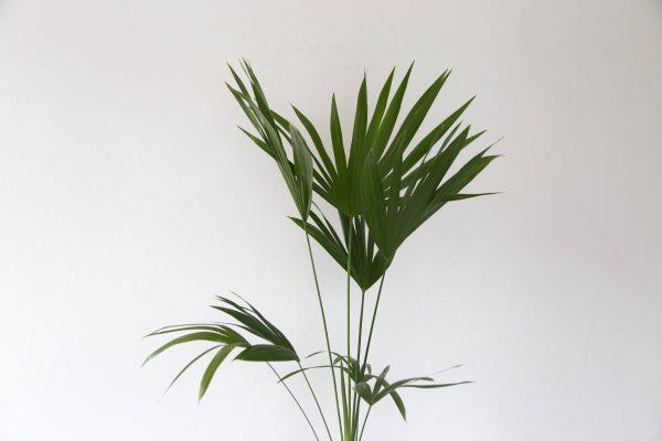 Bamboo Palm (Pornpawit/Shutterstock)
