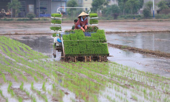 China’s Growth Slowed by Service, Farm Sectors
