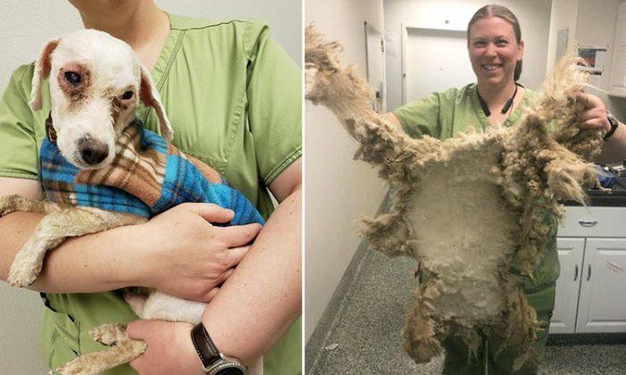 Incredibly Matted Pup With One Eye Fully Blocked Gets Emergency Makeover