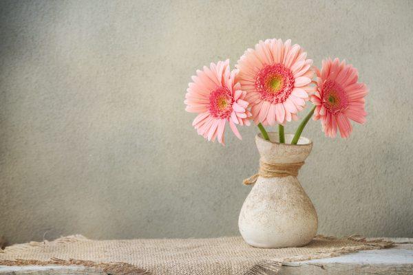 Gerber Daisy (MorganStudio/Shutterstock)