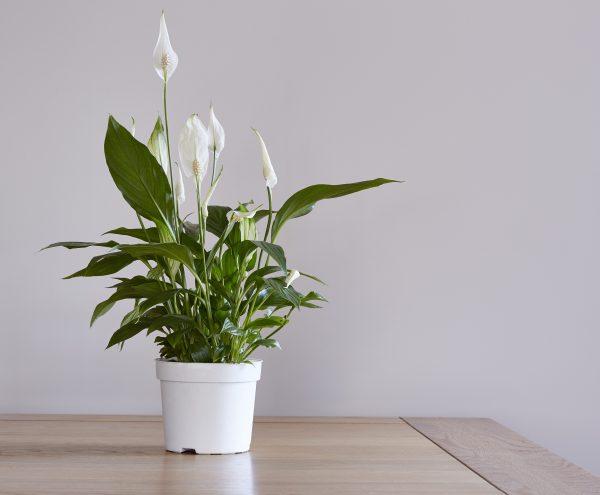 Peace Lily (John C Evans/Shutterstock)