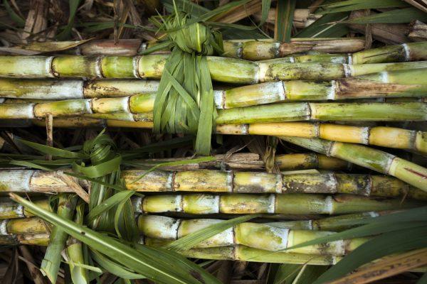 Bundles of sugarcane. (Courtesy of KoHana Distillers)