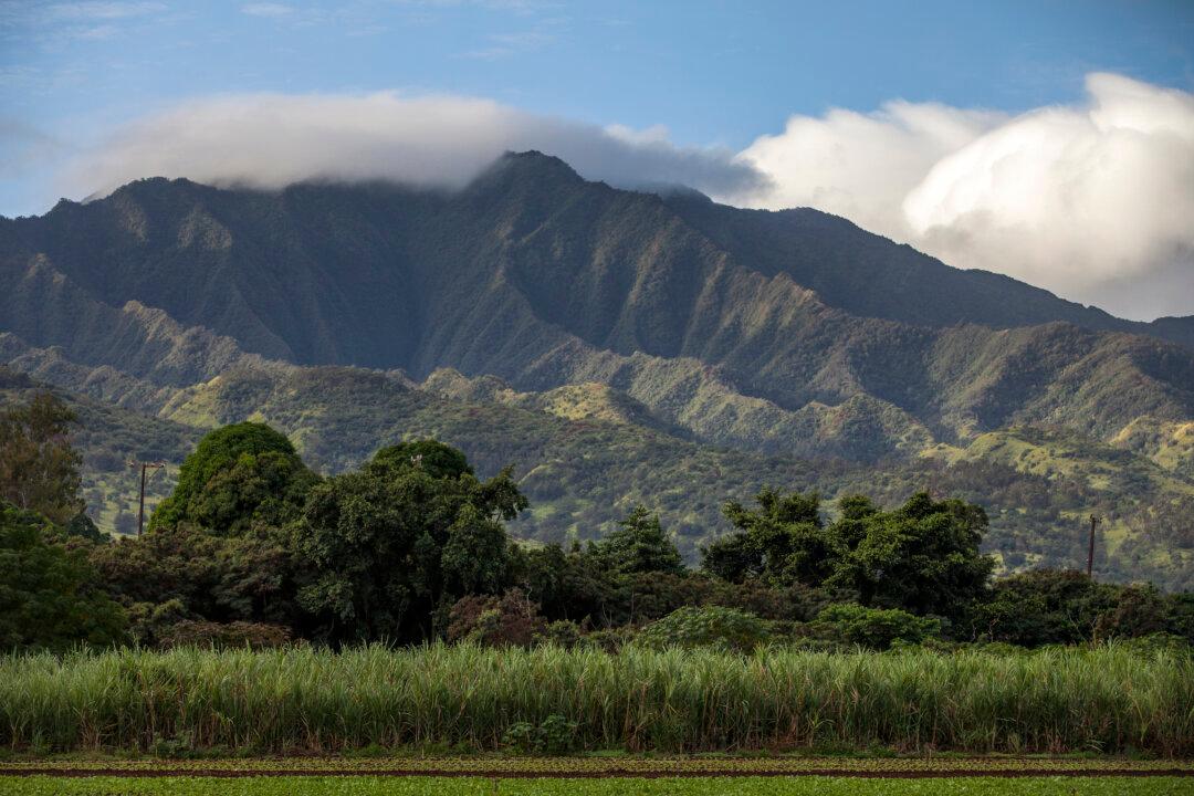 Woman Builds ‘Minimal’ Home in Hawaii for Not Much