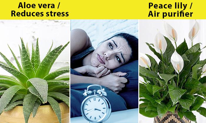12 Plants For Your Bedroom to Sleep Better and Treat Insomnia—The Scent From # 10 Can Replace Sleeping Pills