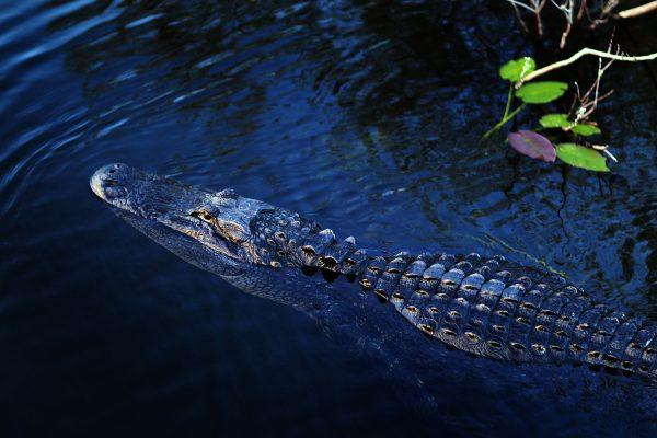 An alligator in a pond in the Florida Everglades, on Aug. 5, 2010. (Joe Raedle/Getty Images)