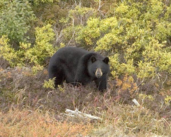 Up close with a large black bear in the Selawik Refuge in northwestern Alaska. (USFWS)