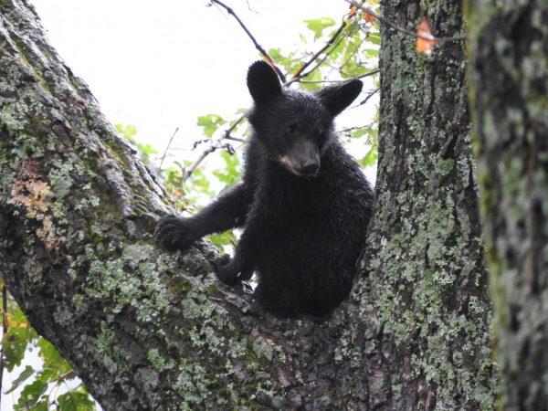 A young black bear climbs a tree. (UFSWS)
