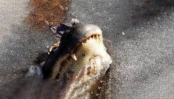 An alligator's snout is shown poking out the ice at The Swamp Park, North Carolina. (George Howard, The Swamp Park, Ocean Isle Beach N)