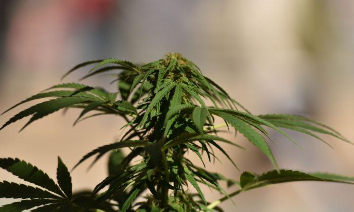 California Coalition Against Marijuana Warns About Federal Bill