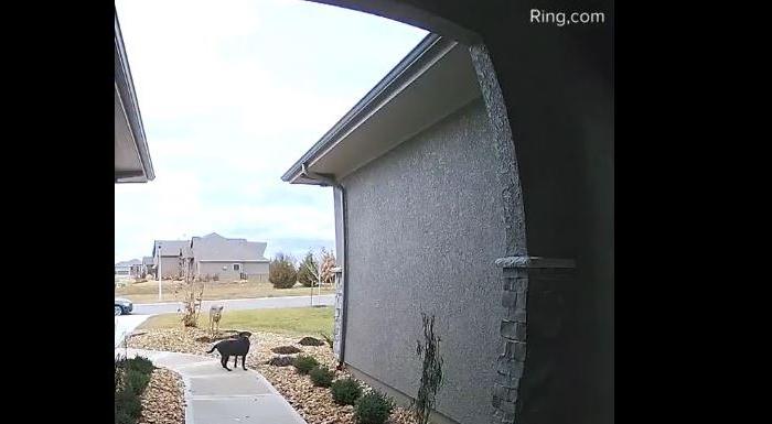 Doorbell Video Shows Deer Leaping Over Family’s Dog