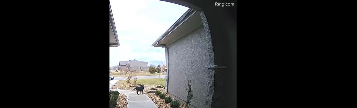 Doorbell Video Shows Deer Leaping Over Family’s Dog