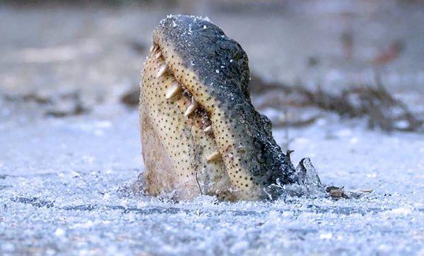 An alligator's head is poking out the ice. (George Howard/ <a href="http://www.swamppark.com">The Swamp Park</a>,/Ocean Isle Beach N.C.)