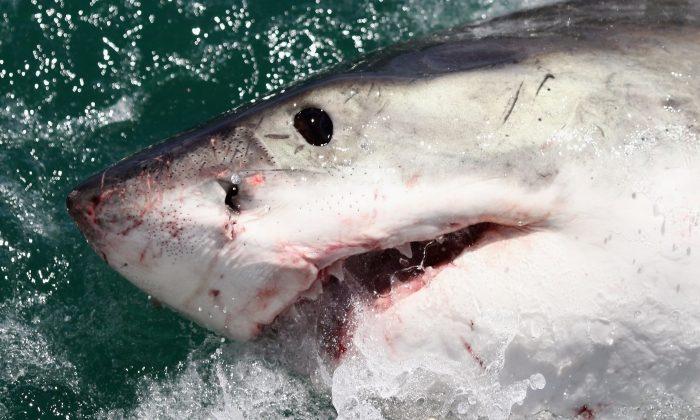 Huge Shark Found With Head Bitten Off by Even Bigger Sea Creature in Australia