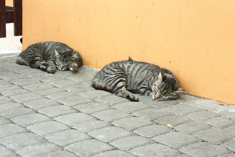 Stray dogs and cats burn extra calories to keep warm in winters. Huseyin Yurtseven, a Turkish dentist every evening scours his city’s neighbourhood for strays and wraps them up in blankets. (Representational image from Pixabay)