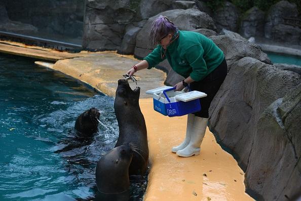 A trainer pictured feeding a California sea lion during a training session at a zoo in Madrid, Spain on Nov. 7, 2018. (Jorge Sanz/Pacific Press/LightRocket via Getty Images)