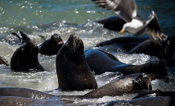 View of sea lions in Valparaiso, Chile on Nov. 23, 2018. (Martin Bernetti/AFP/Getty Images)