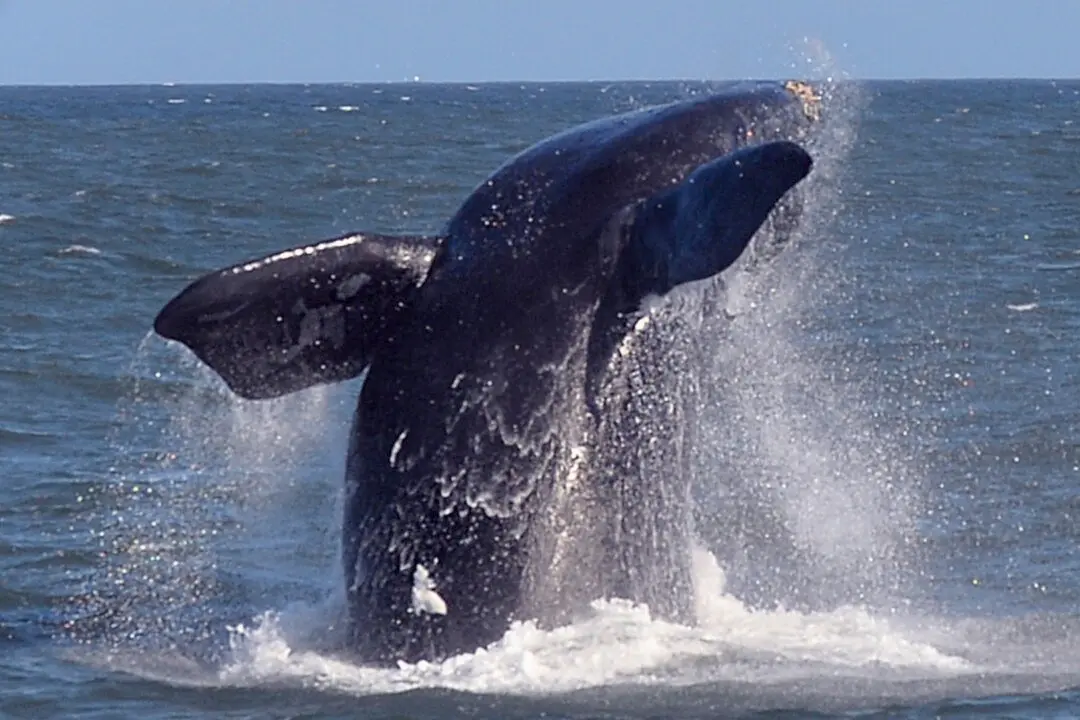 Stay-Away Ban Issued to Protect Rare Visiting Whales