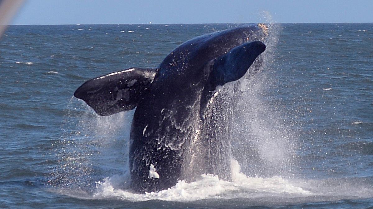 Stay-Away Ban Issued to Protect Rare Visiting Whales