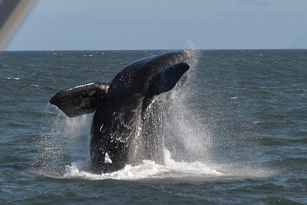 Dead Whale Found With 85 Pounds of Plastic Bags in Its Stomach: Reports