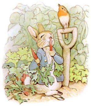 Peter Rabbit feasting in Mr. McGregor’s garden, in the 1902 edition of “The Tale of Peter Rabbit.” (Public Domain)