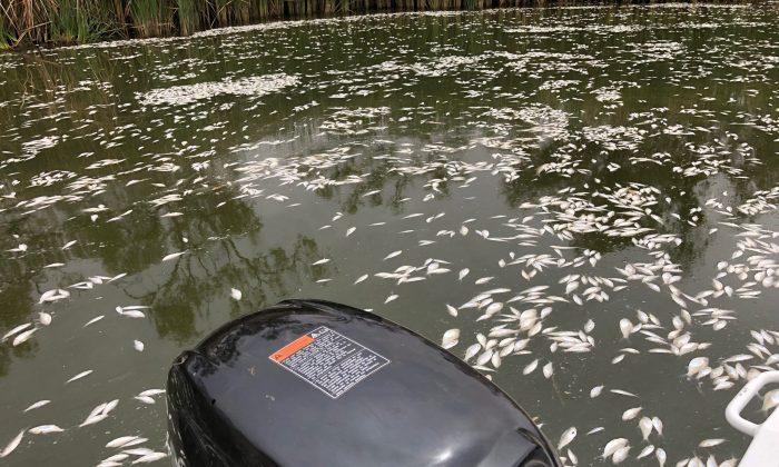Thousands of Fish Die in 3rd Mass Death in Australian River
