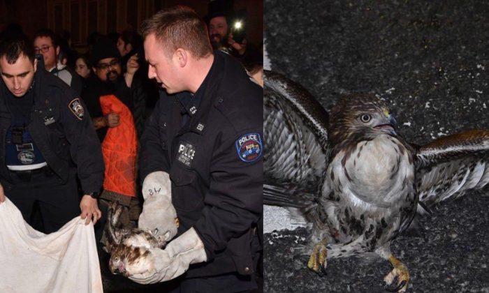 NYPD Saves Injured Hawk Struck in the Middle of Brooklyn Traffic