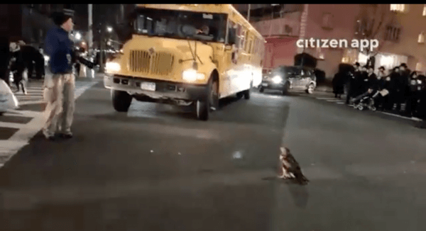 NYPD cops rescued an injured hawk from a busy traffic intersection from Brooklyn on Wednesday. (Screenshot of Twitter video by CitizenNYC)