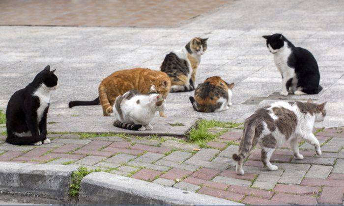 88-Year-Old Woman Living in Nursing Home Feeds 14 Stray Cats Every Day