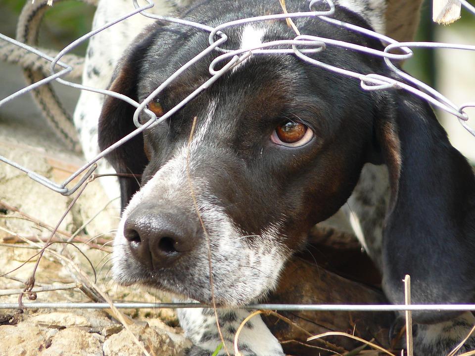 <span style="font-weight: 400;">The Preventing Animal Cruelty and Torture (PACT) Act would make animal cruelty a federal felony across the United States. </span>(Pixabay image)