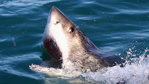 A great white shark in a file photo. (Ryan Pierse/Getty Images)