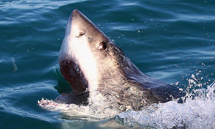 Close Encounter With Great White Shark Caught on Camera in Florida