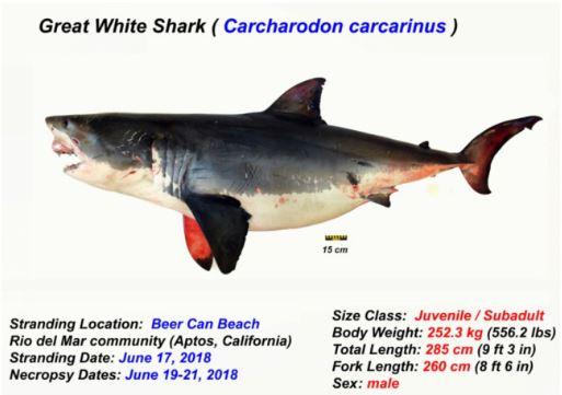 A graphic containing information about the great white shark found dead and washed ashore Beer Can Beach in Aptos, California on June 17, 2019. (California Department of Fish and Wildlife)