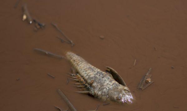 A dead fish floats in the Paraopeba River, full of mud that was released by the collapse of a mining company dam near a community of the Pataxo Ha-ha-hae indigenous people in Brumadinho, Brazil, on Jan. 29, 2019. (Leo Correa/AP)
