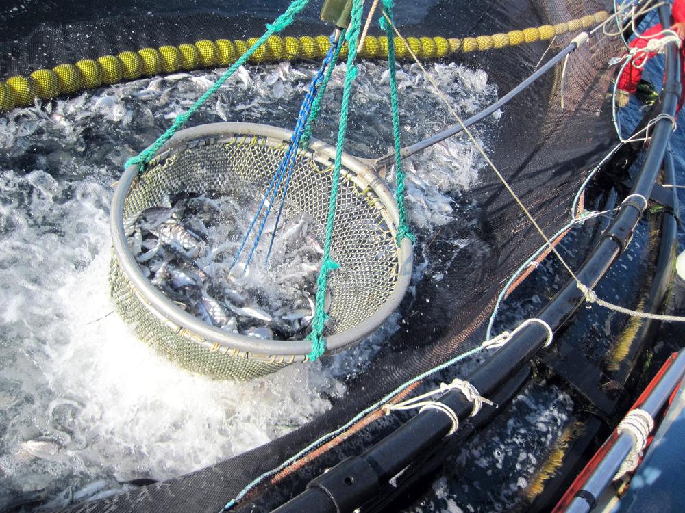 From Bait to Plate, Blockchain Platform Tracks Food’s Journey