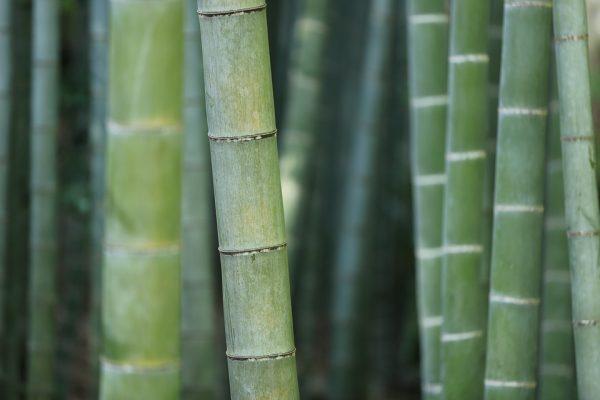 Illustration - Pixabay | <a href="https://pixabay.com/en/bamboo-forest-trunks-grass-plant-919052/">Free-Photos</a>
