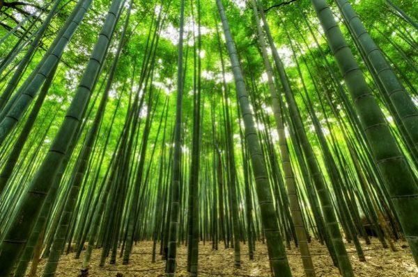 Illustration - Pixabay | <a href="https://pixabay.com/en/nature-bamboo-green-growth-jungle-1283976/">Pexels</a>
