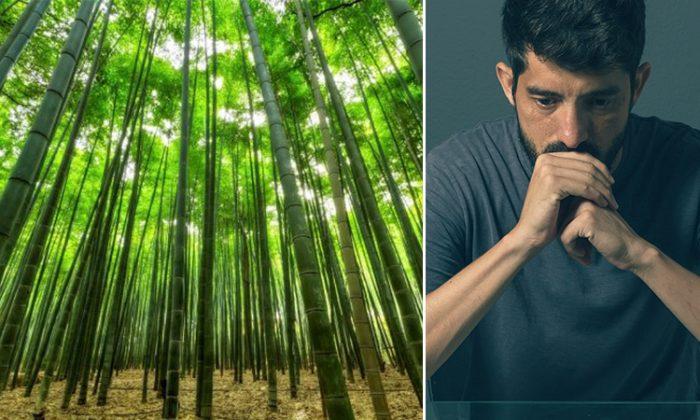 Depressed Man Struggling Not to Give Up in Life Finds Answer in a Bamboo Forest