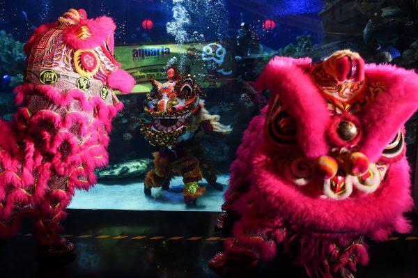 Divers (C) perform a traditional lion dance inside an aquarium at the Aquaria KLCC in Kuala Lumpur, Malaysia on Jan. 30, 2019, as a part of the Lunar New Year celebrations. (Mohd Rasfan/AFP/Getty Images)