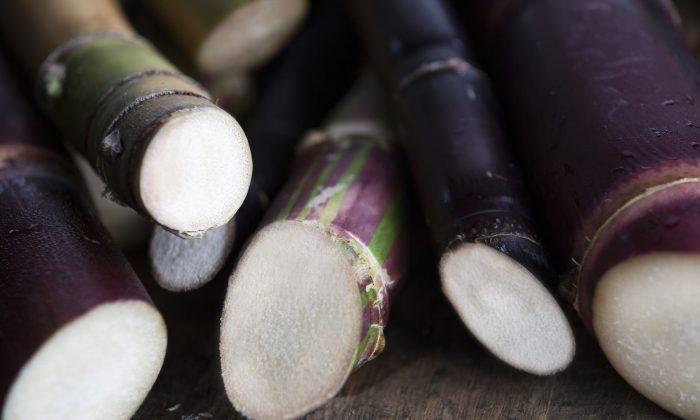 Stalks of heirloom sugarcane can range from light green to fantastically red to deep purple. (Courtesy of KoHana Distillers)