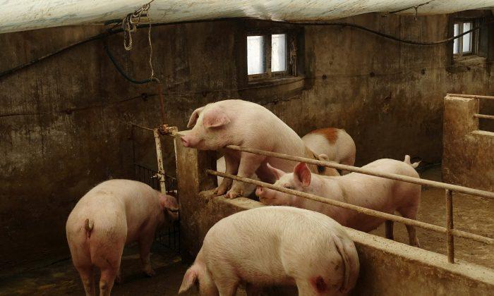 Piles of Pigs: Swine Fever Outbreaks Go Unreported in Rural China