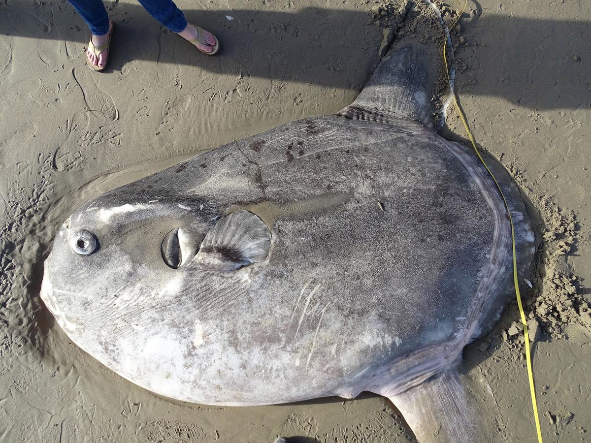 Researchers investigated the strange-looking fish that wound up on a beach on the other side of the world from where it lives and took measurements of it. (Thomas Turner/CNN)