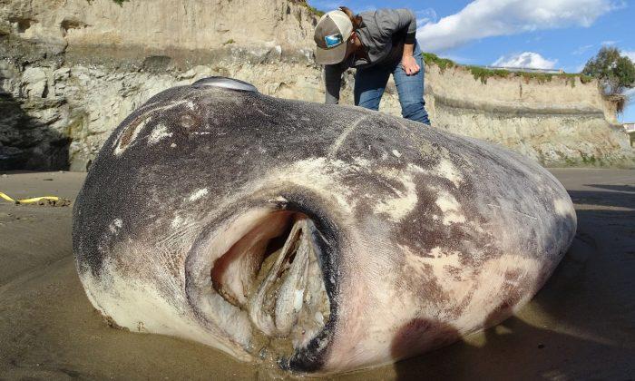 A Huge, Strange-Looking Fish Washed up on a California Beach. Scientists Say It’s a First