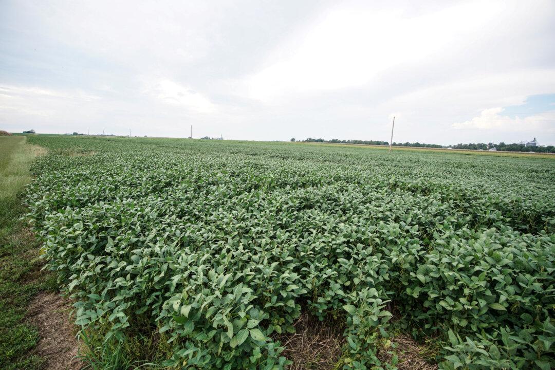 China Buys US Soybeans a Day After Trade Talks, Traders Say